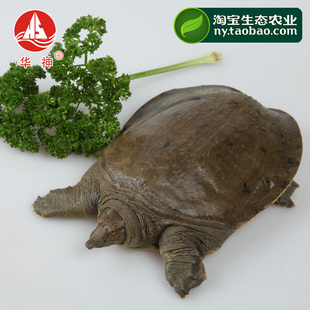 【生态农业】五年龄华神有机甲鱼/中华鳖1.9斤重