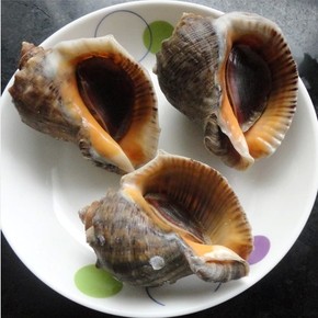 新鲜海螺 海鲜鲜活水产海螺鲜活 海捕大海螺 海螺肉新鲜海螺丝