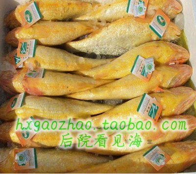 大黄鱼 超新鲜东海黄花鱼 单条拍1份或者2份见介绍 送礼佳品