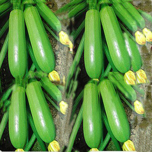 蔬菜籽西葫芦 蔬菜种子 阳台种菜 盆栽 美国进口  约10克