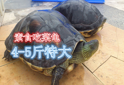 活体乌龟 宠物龟 半水龟 素食吃菜龟草龟 新手 观赏龟 4-5斤特大
