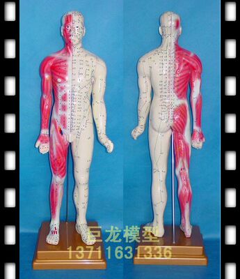 85CM人体针灸半边肌肉模型，人体模型，人体经络、穴位模型