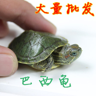 2015年活体乌龟巴西龟苗活体宠物龟全品观赏龟水龟3cm免费包装