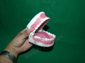 中小型32健康牙齿模型 护理牙带舌头模型 保健牙齿 口腔牙齿模型