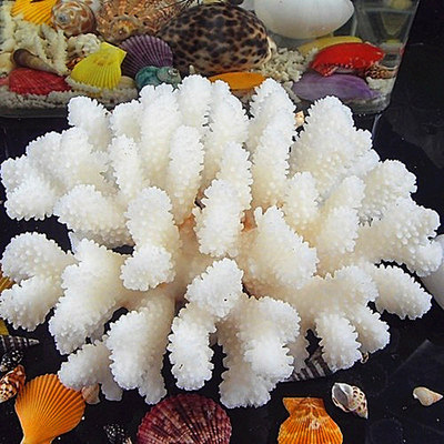 天然白珊瑚树摆件15-16厘米 大海螺贝壳批发鱼缸造景婚庆地台装饰