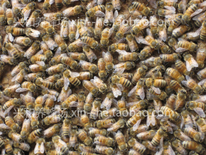 蜂群 脾蜂 一框蜂 笼蜂群 带子脾蜂群 意大利蜂一脾意蜂 无王群