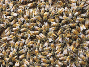 蜂群 脾蜂 一框蜂 笼蜂群 带子脾蜂群 意大利蜂一脾意蜂 无王群