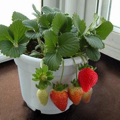果树盆栽草莓蔬菜种子草莓种子 四季牛奶草莓 阳台种菜蔬果种子