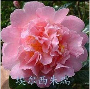 特价 观花植物 年宵花卉 盆栽茶花苗-花卉茶花【埃尔西朱瑞】茶花