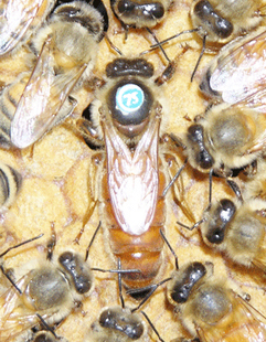 蜜蜂蜂王 种蜂王 美意蜜蜂 蜜蜂种王 蜜型蜂王 人工授精蜂王 意蜂