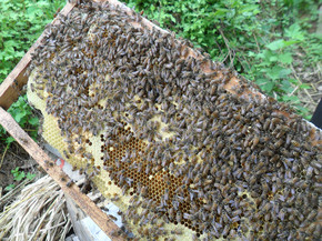 新特级2015野生天然蜂蜜 自家野生收养土蜜蜂 百花有机结晶蜂蜜