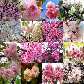 庭院植物 日本樱花树苗 大花重瓣 高1米以上 品种樱花苗 绿化苗木