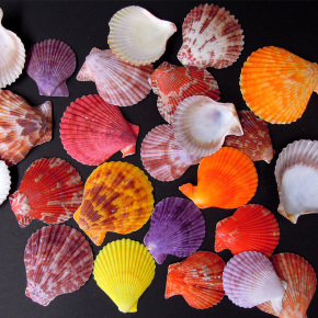 天然海螺贝壳 扇贝彩贝蛤 紫色扇贝贝壳批发特价 七彩海贝进口