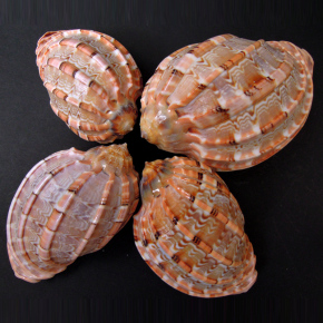 天然海螺贝壳 鱼缸装饰小海螺水族 贝壳小海螺 鱼缸摆件