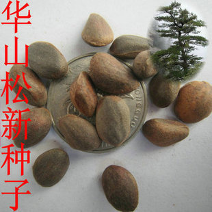 新采林木种子/常绿种子/华山松种子/五针松种子/松树种子发芽率高