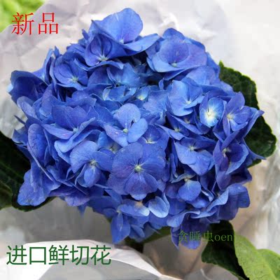 上海鲜花批发进口国产鲜切花蓝白粉多色绣球精品可选家用婚庆送礼
