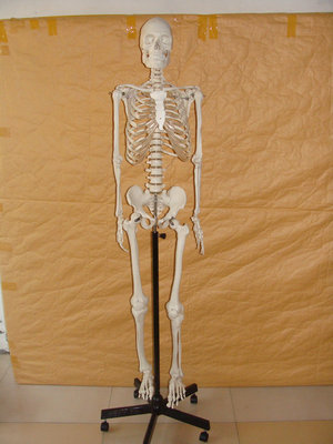 人体骨骼模型 170CM人骨模型 骨骼模型