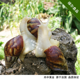 鲜活白玉蜗牛 白玉螺 食用蜗牛 餐饮蜗牛 法式蜗牛原料