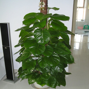 室内客厅大型盆栽花卉绿植盆景大绿萝净化空气吸甲醛植物