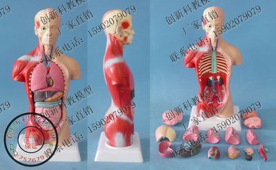 人体模型 28CM躯干 人体解剖内脏可拆 医用教具骨骼