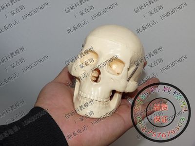 小型头骨模型 骷髅头 人头骨 人骨骼模型 人体模型