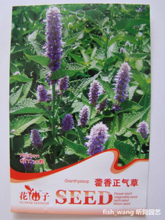 花仙子种子-藿香正气草具薄荷香味 可食用 可治感冒30粒 E011