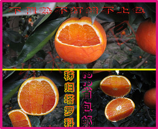 预售塔罗科血橙子不打蜡不上色新鲜水果现摘现发包邮预售结束涨价