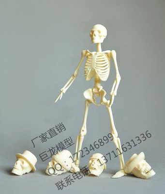 20CM人体骨骼拼装模型 益智玩具 人体 骨架 骷髅模型  散件包装