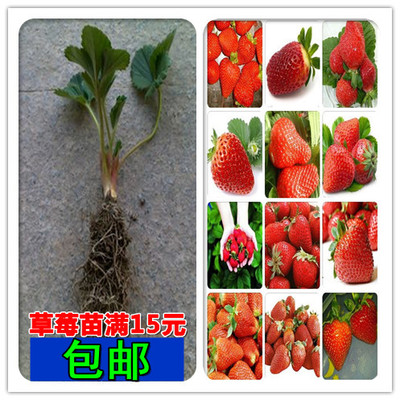 包邮 当年结果盆栽草莓苗 牛奶草莓 果树苗 四季结果 多个品种