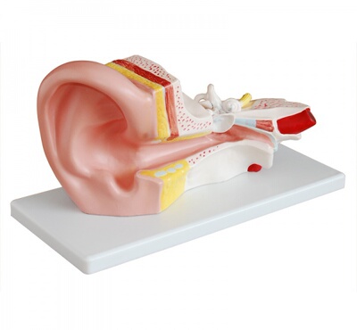 耳解剖放大模型，耳放大模型，耳朵模型 3倍 教学模型