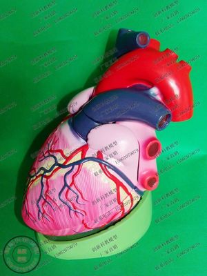 高倍放大心脏模型 医用心外科模型 心脏模型 显示主动脉心房心室