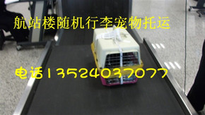 成都重庆出发国际宠物托运宠物空运航站楼随机行李方式托运！