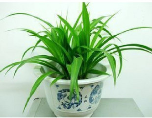 青叶吊兰 室内空气净化器/盆栽植物  吸甲醛 除异味