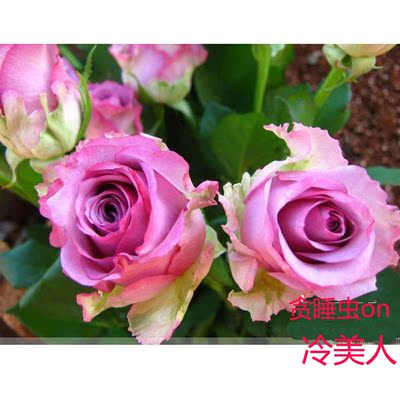 上海鲜花批发20朵白玫瑰紫玫瑰香槟玫瑰黄玫瑰粉玫瑰多少可选