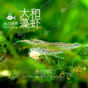 [多彩水族]大和藻虾 大河藻虾 强效除藻虾 观赏虾