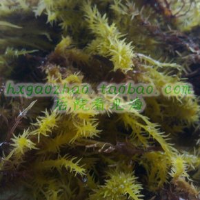海草 海藻 非海带！沿海特产 补钙补碘 海里的植物250g