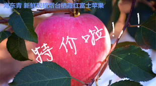 山东烟台栖霞苹果红富士苹果特价批发出售