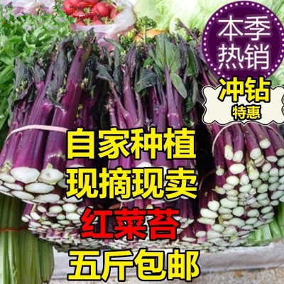 5斤装包邮 湖北农家自种新鲜红菜苔紫菜苔洪山菜苔菜薹 现摘蔬菜