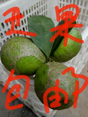 【毓轩】安岳青柠檬 新鲜现摘 丑果 尤里克 特价  5斤 包邮