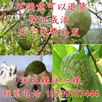 台湾进口果树苗 释迦果苗 番荔枝树苗盆栽苗当年结果买三棵送一棵