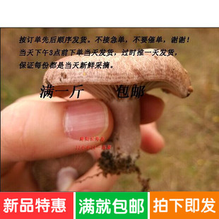 湘西舌尖上中国新鲜松乳菇枞树菇雁来菌枞树菌重阳菌蘑菇顺丰包邮