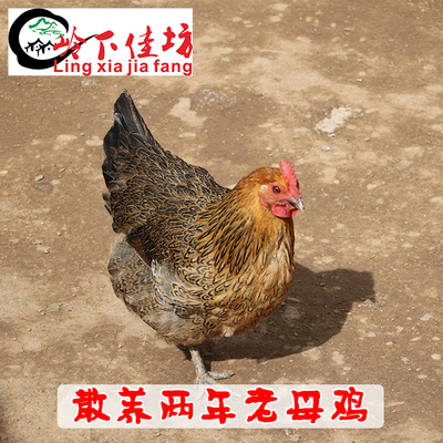 土鸡 秦岭农家散养土鸡老母鸡 树林散养草鸡两年柴鸡新鲜顺丰包邮