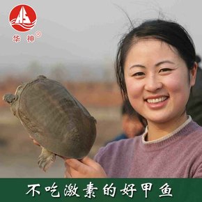 【华神】五年龄甲鱼生态中华鳖850-950克