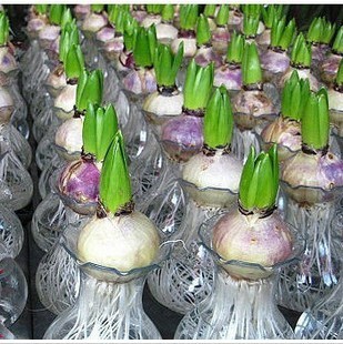 荷兰风信子大种球风信子种球套餐 土培水培植物盆栽均可 盆花植物