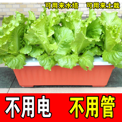 水培种植设备蔬菜阳台无土栽培蔬菜盆家庭管道系统草莓水培种菜机