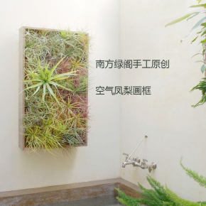 空气凤梨微景观 花架花盆花托植物墙木框 垂直绿化 创意礼品壁挂