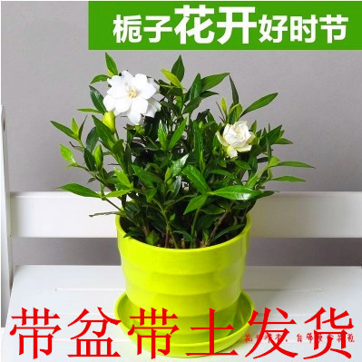 特价室内办公室小型植物 栀子花 盆栽 防辐射净化空气 超级好养