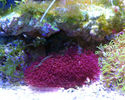 海水神仙 海水鱼 观赏鱼 宠物鱼 鱼 珊瑚活体 珊瑚 红鹿角草