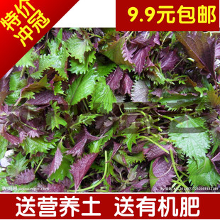 包邮 紫叶苏种子紫苏种子家庭蔬菜香料种子 香草种子紫苏菜易种