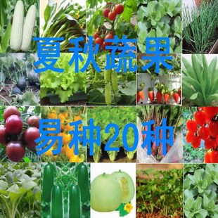 特价阳台蔬菜抗热夏播秋播蔬果种子套餐包邮20个品种简单易种园艺